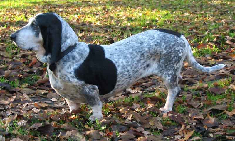 BASSET ALBASTRU DE GASCONIA